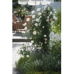 Uetersener Klosterrose Ютерзейн Клостерроуз